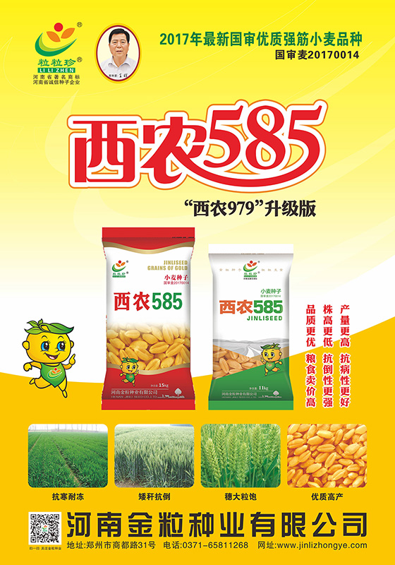 西農585海報