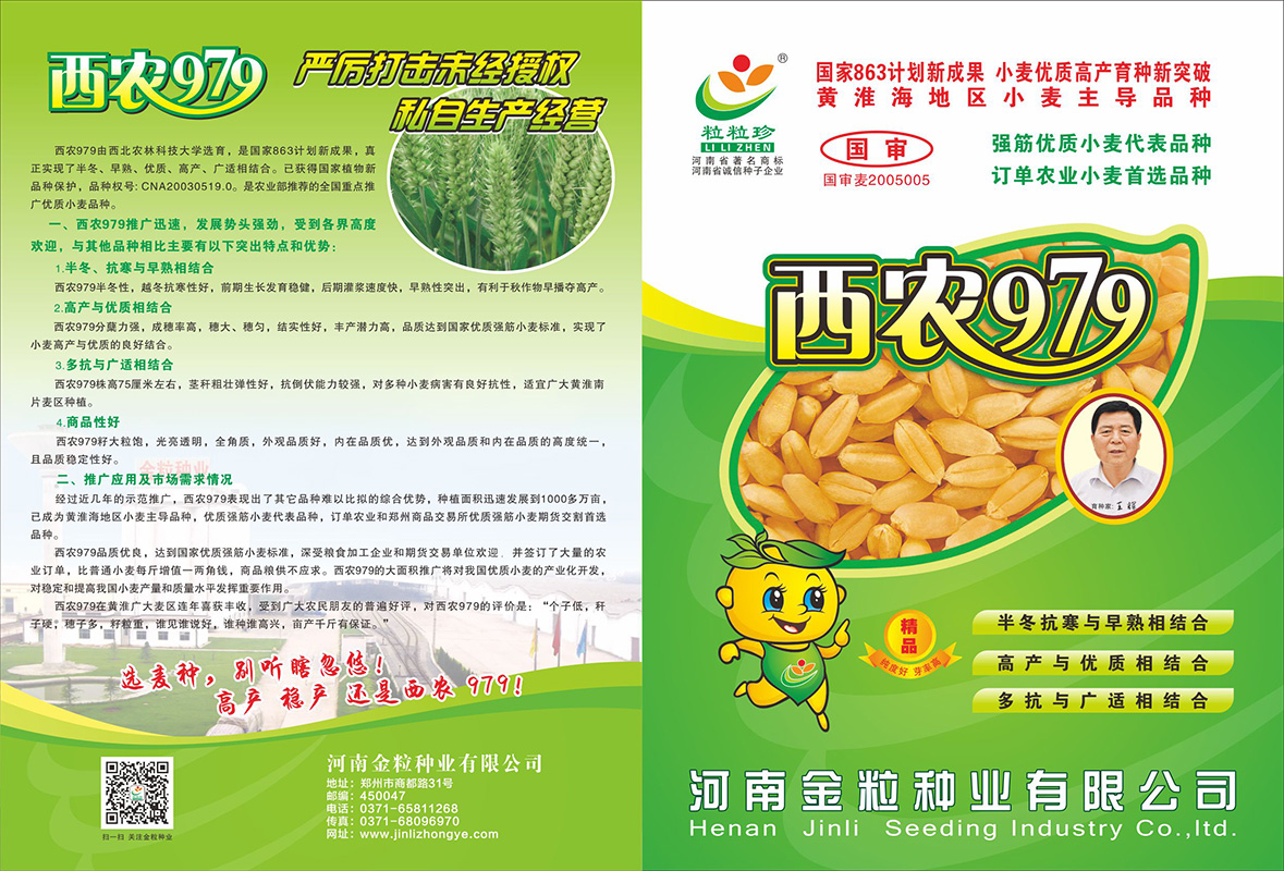 西農(nóng)979單頁(yè)